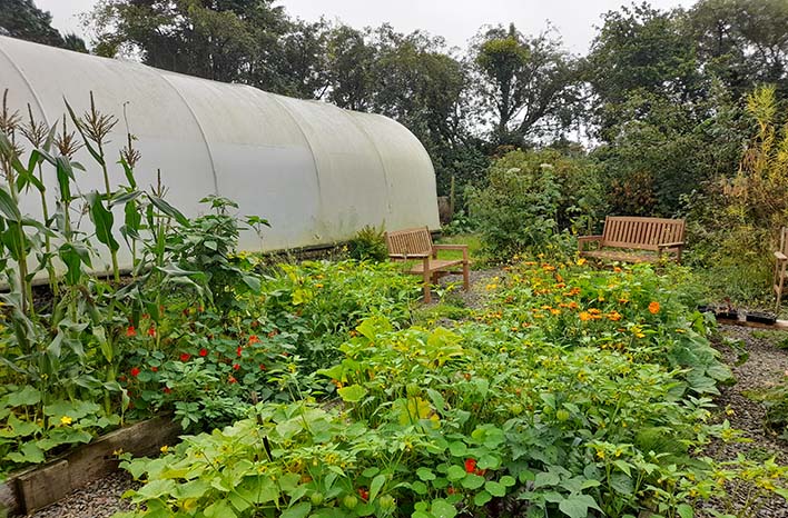 Mixed planting garden