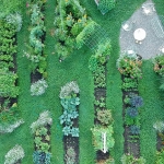 Aerial shot of Meg Cowden's lush Minnesota garden demonstrates succession planting.