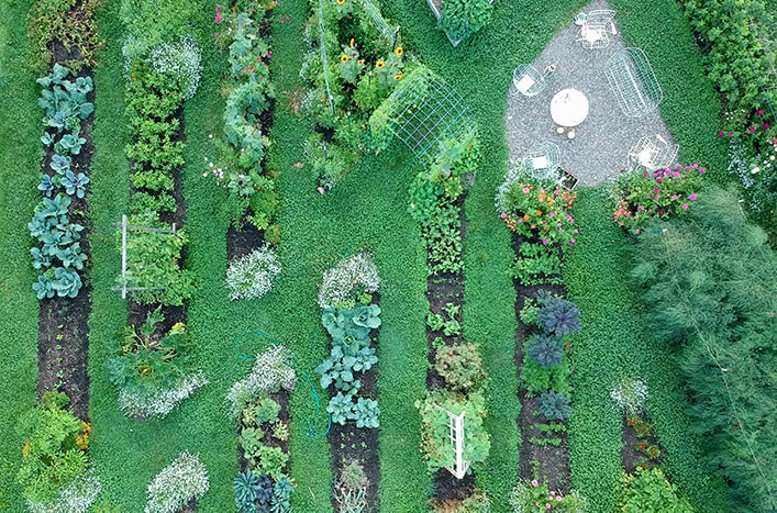 Aerial shot of Meg Cowden's lush Minnesota garden demonstrates succession planting.