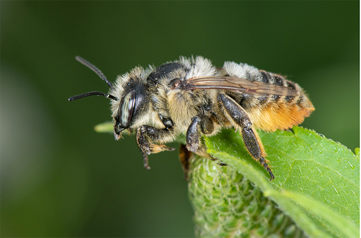Megachile latimanus female bee