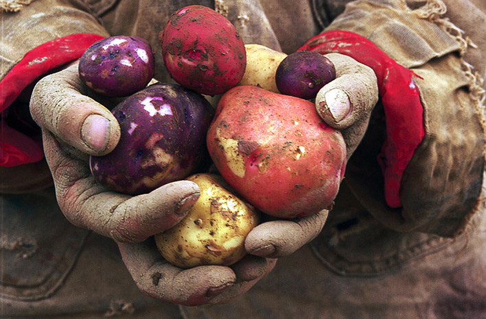 Hands holding new potatoes