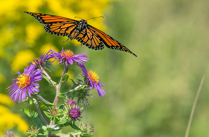 native New England aster