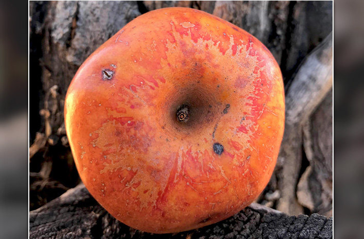 Colorado Orange apple
