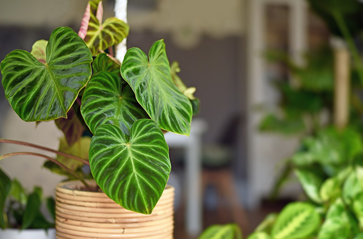 Philodendron Verrucosum
