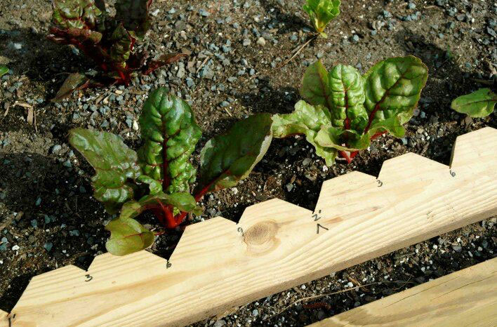 how to perfectly space your plants