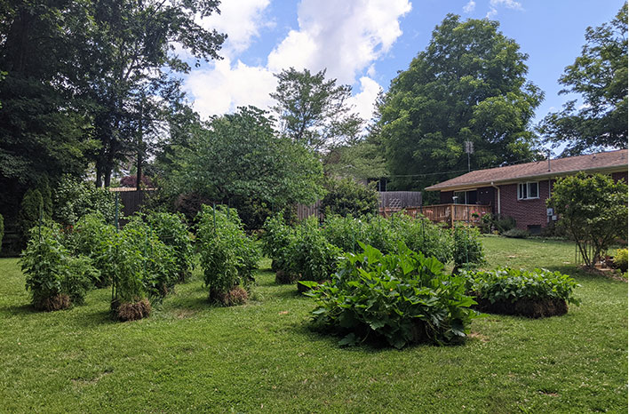 Tomato plants in straw bales