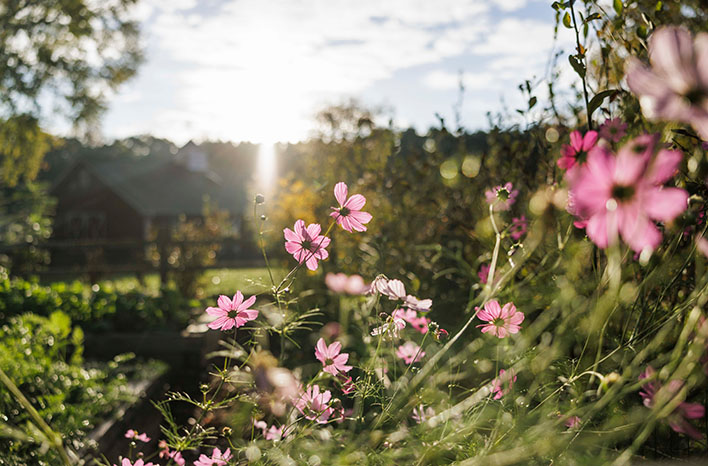 Flowers in Joe Lamp'l's garden.