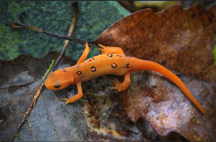 Red Eft in leaves (