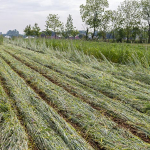 Roller crimper mulch