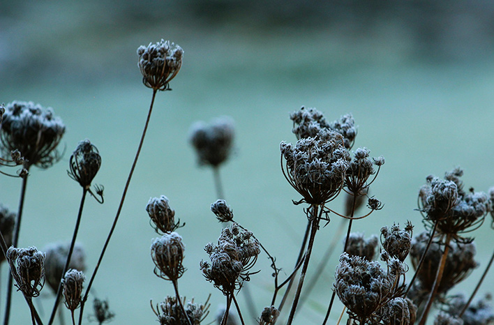seed heads winter