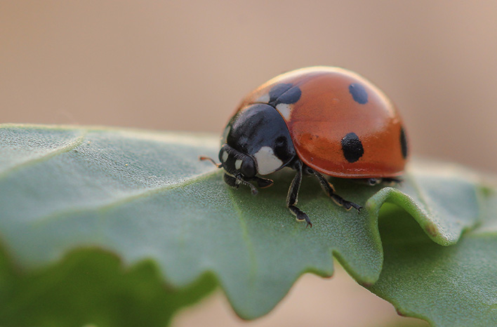 Seven-spotted lady beetle