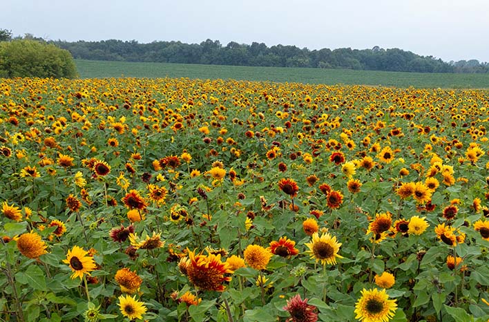 Sunflower Steve's sunflower field.