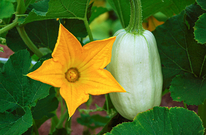 Winter squash and blossom