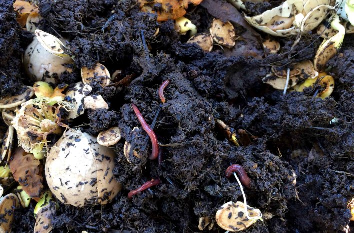 Eggshells and Vermicompost