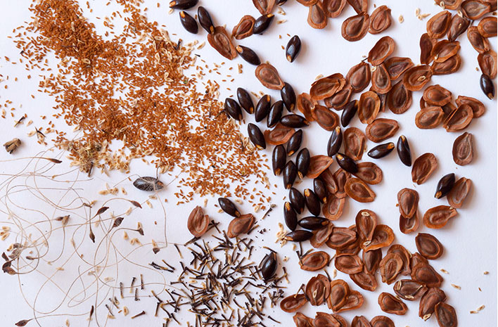 native flower seeds for winter sowing