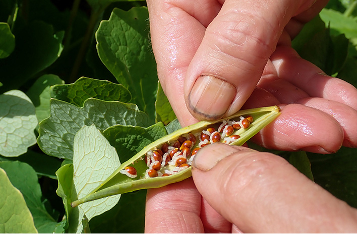 Bloodroot seed