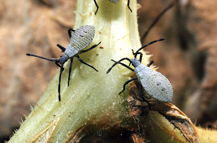 Squash bug nymphs